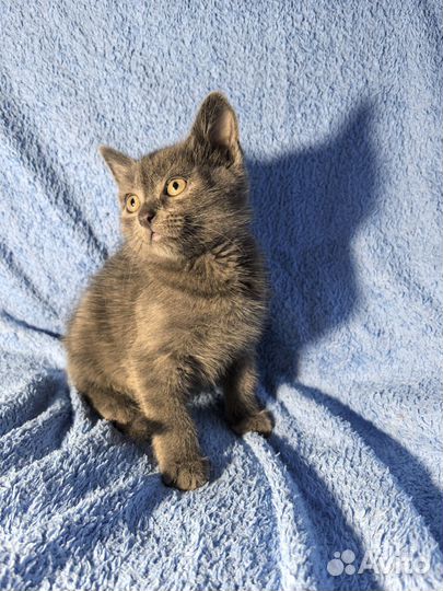 Шотландские прямоухие котята