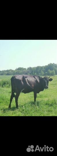 Коровы и первотелки дойные молочные