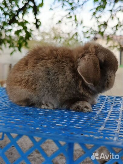 Miniature lop