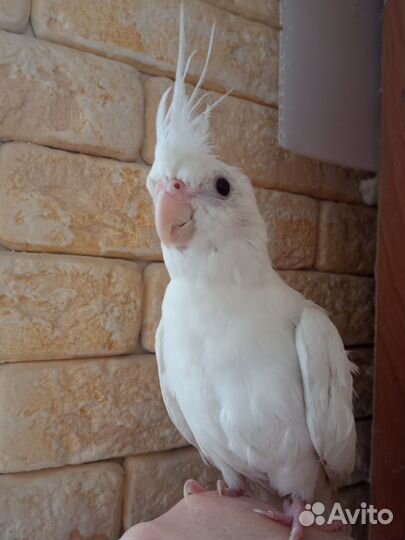 Корелла птенец,ручной говорящий