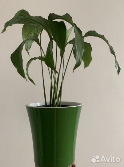 Спатифиллум