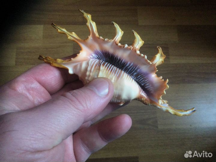 Морская раковина lambis scorpius indomaris 140,8мм