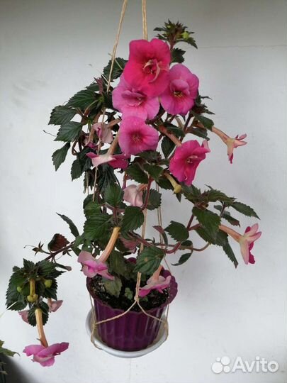 Ахименес с фото. Фуксия с фото, цветущие