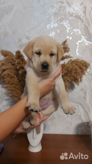 Щенки лабрадора