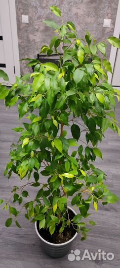 Фикус бенджамина
