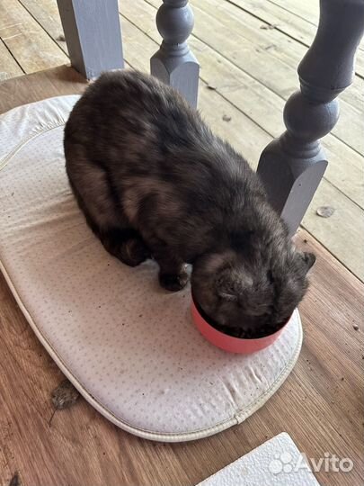 Кот вислоухий шотландец