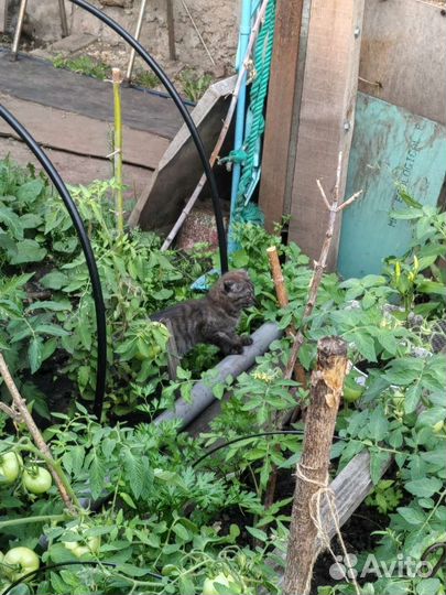 Вислоушка девочка