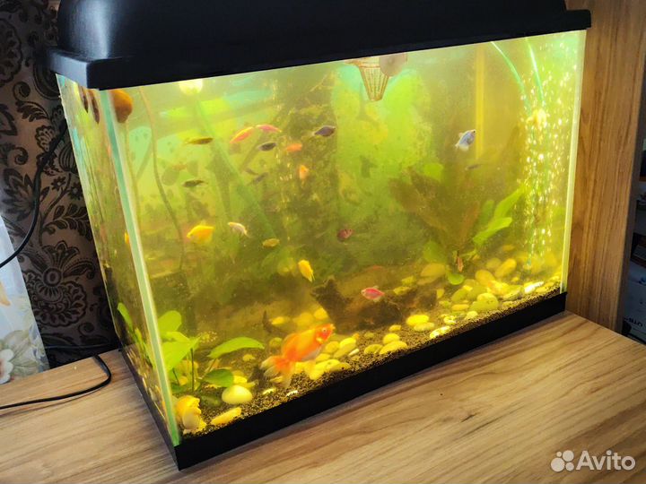 Аквариум с рыбками