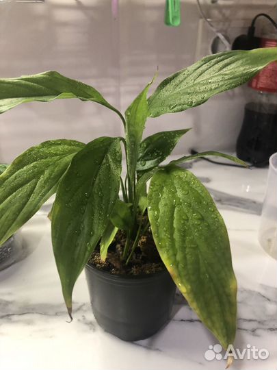 Спатифиллум