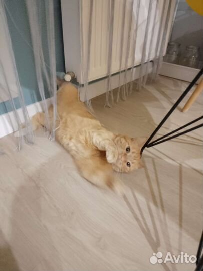 Кошка в дар бесплатно