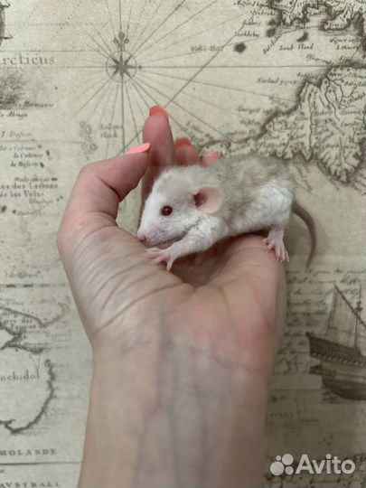 Ручные Крысята Дамбо