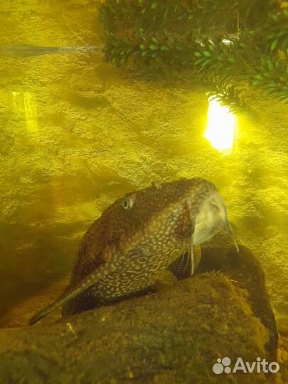 Парчевый сом