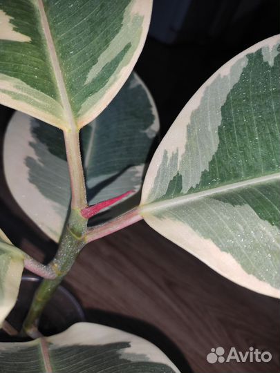Фикус камуфляж эластика с новым горшком
