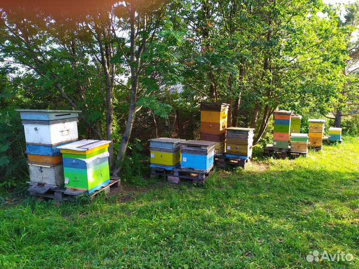 Продажа пчел
