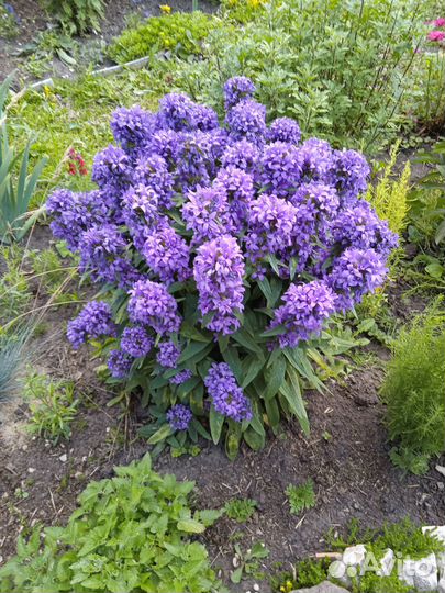 Многолетники, однолетники, ягоды, цветы, рассада