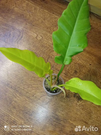 Филодендрон золотой крокодил, сциндапсус Треби