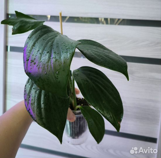 Эпипремнум