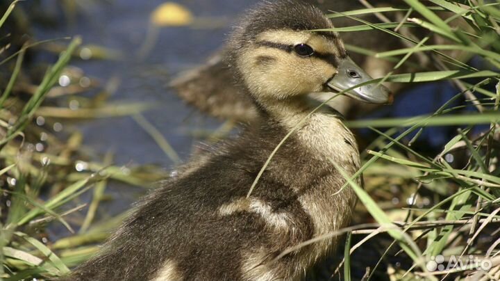 Гуси, гусята и утята дикой утки