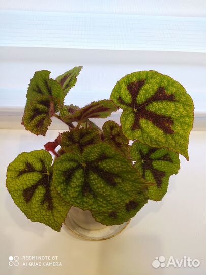 Комнатные растения цветы