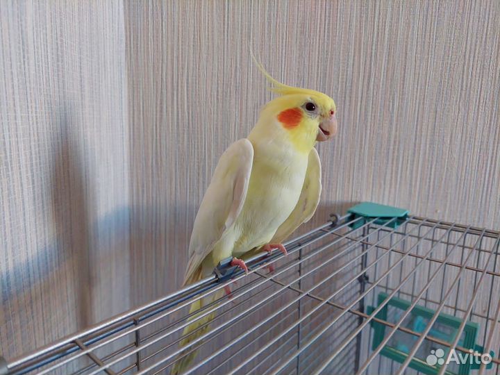 Попугай Корелла мальчик
