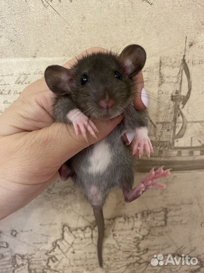 Крысята Дамбо вельветин и стандарт