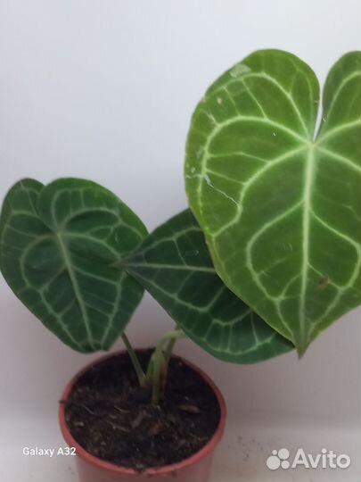 Антуриум кларинервиум