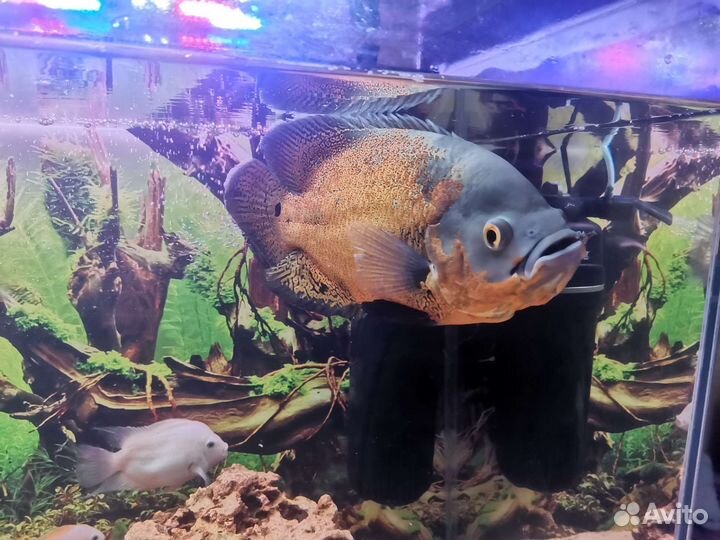 Астронотус