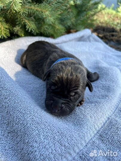 10 шикарных малышей,с документами