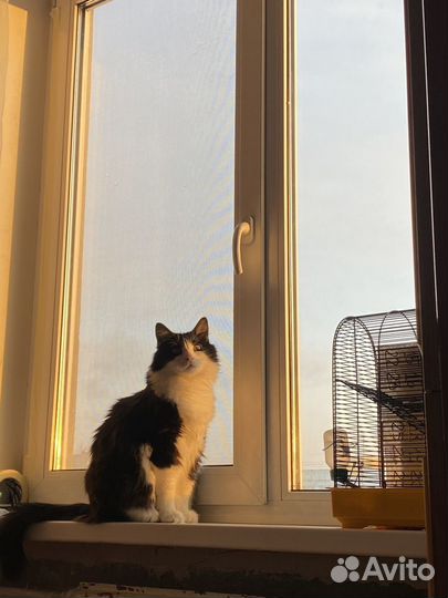 Домашняя передержка для котов/кошек