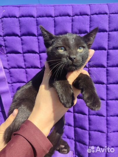 Красивый Котенок с идеальным характером