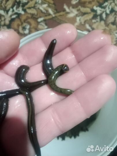 Продаю пиявку