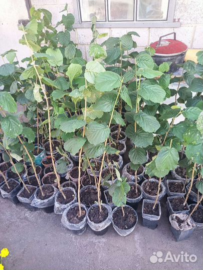 Фундук крупный, сорт 4219