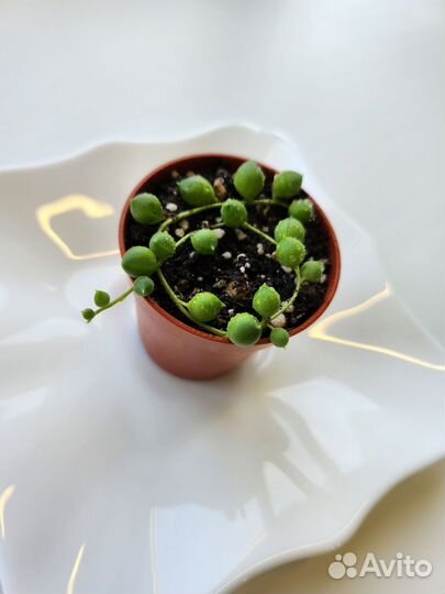 Крестовник роули