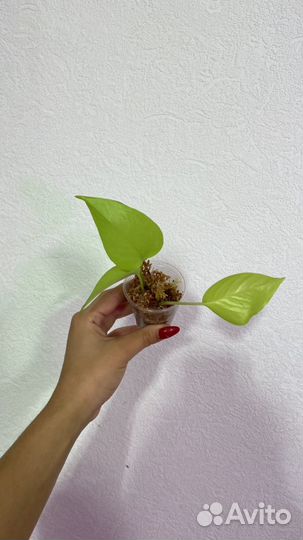 Эпипремнум неон