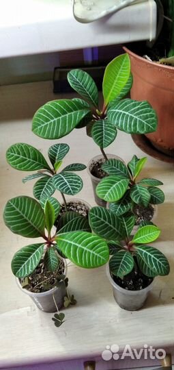 Молочай беложильчатый