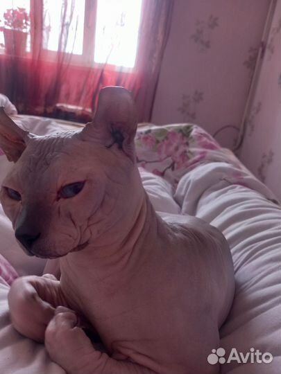 Канадский сфинкс эльф