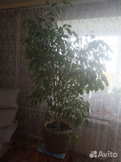 Фикус бенджамина