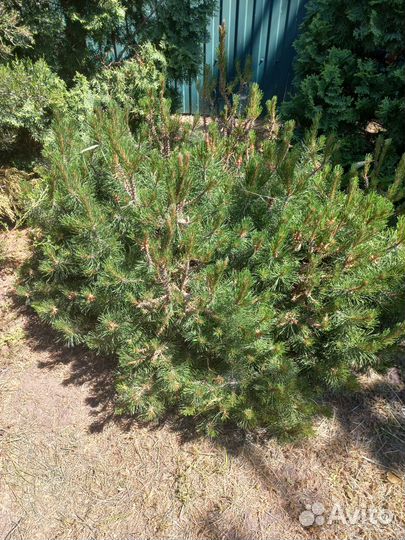 Сосна горная мопс