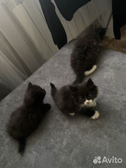 Котята от вислоухой