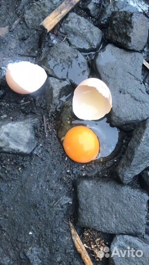 Кремовое яйцо. Куриное яйцо