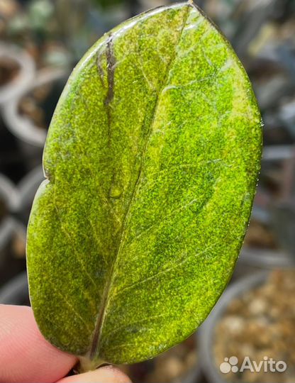 Замиокулькас вариегатный black yellow