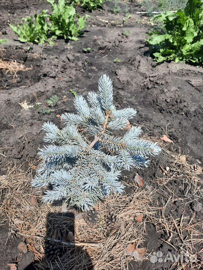 Продаю голубые ели, пихты, и многое другое