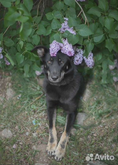 Черри ищет дом, собака в добрые руки