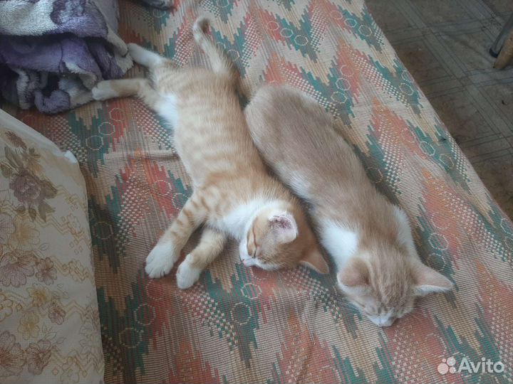 Котята в добрые руки бесплатно