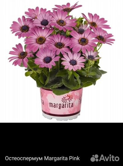 Остеоспермум рассада