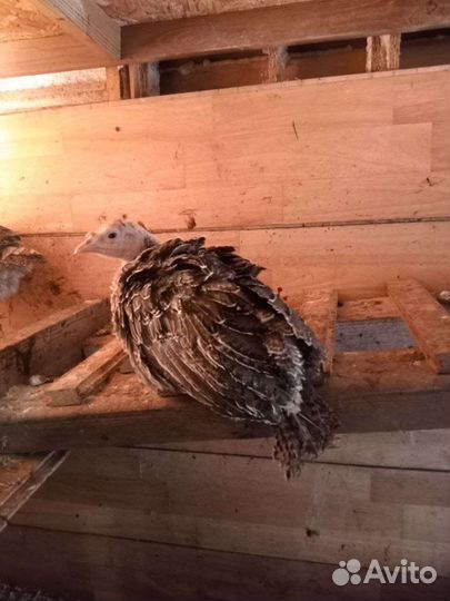 Индюшата подрощенные