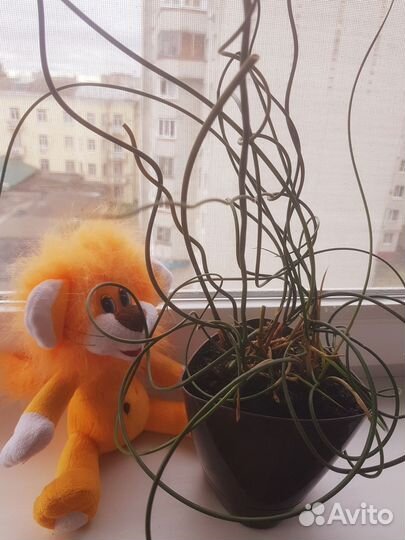 Джункус спиралис