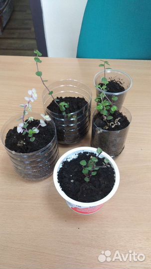 Традисканция