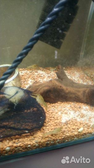 Мраморный рак