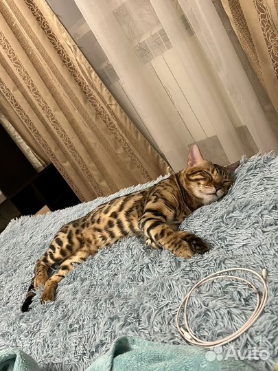 Бенгальский кот для вязки